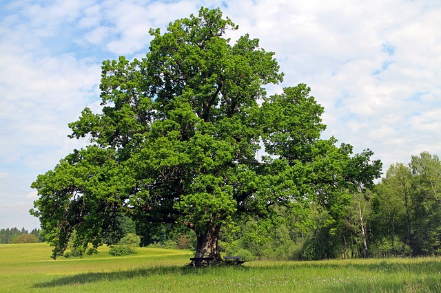 oak-tree